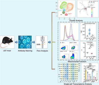 Elucidating the mitochondrial function of murine lymphocyte subsets and the heterogeneity of the mitophagy pathway inherited from hematopoietic stem cells